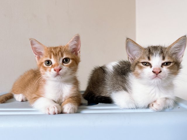 Ronald Yen  - British Shorthair + Calico Cat