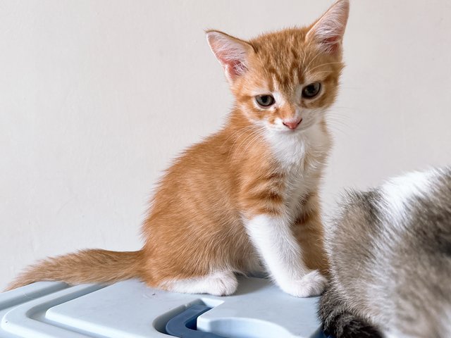 Ronald Yen  - British Shorthair + Calico Cat