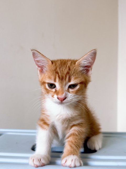 Ronald Yen  - British Shorthair + Calico Cat