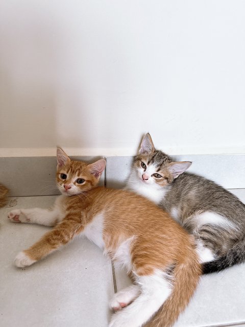 Ronald Yen  - British Shorthair + Calico Cat