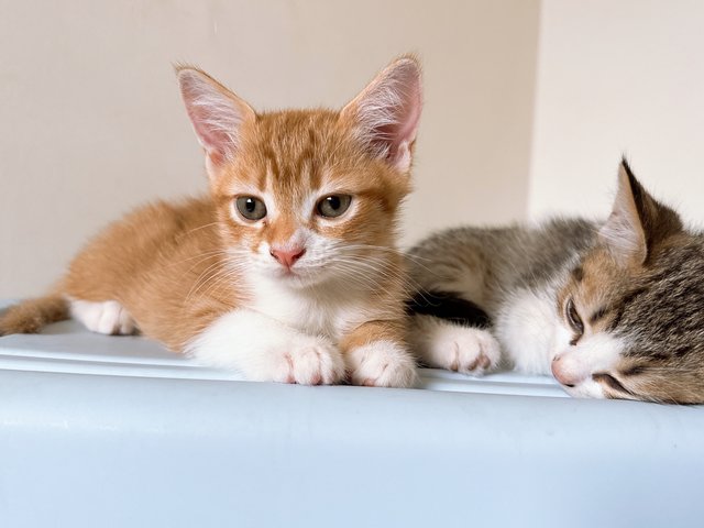 Ronald Yen  - British Shorthair + Calico Cat