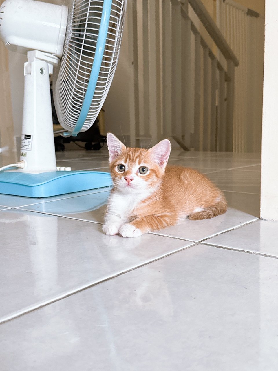 Ronald Yen  - British Shorthair + Calico Cat