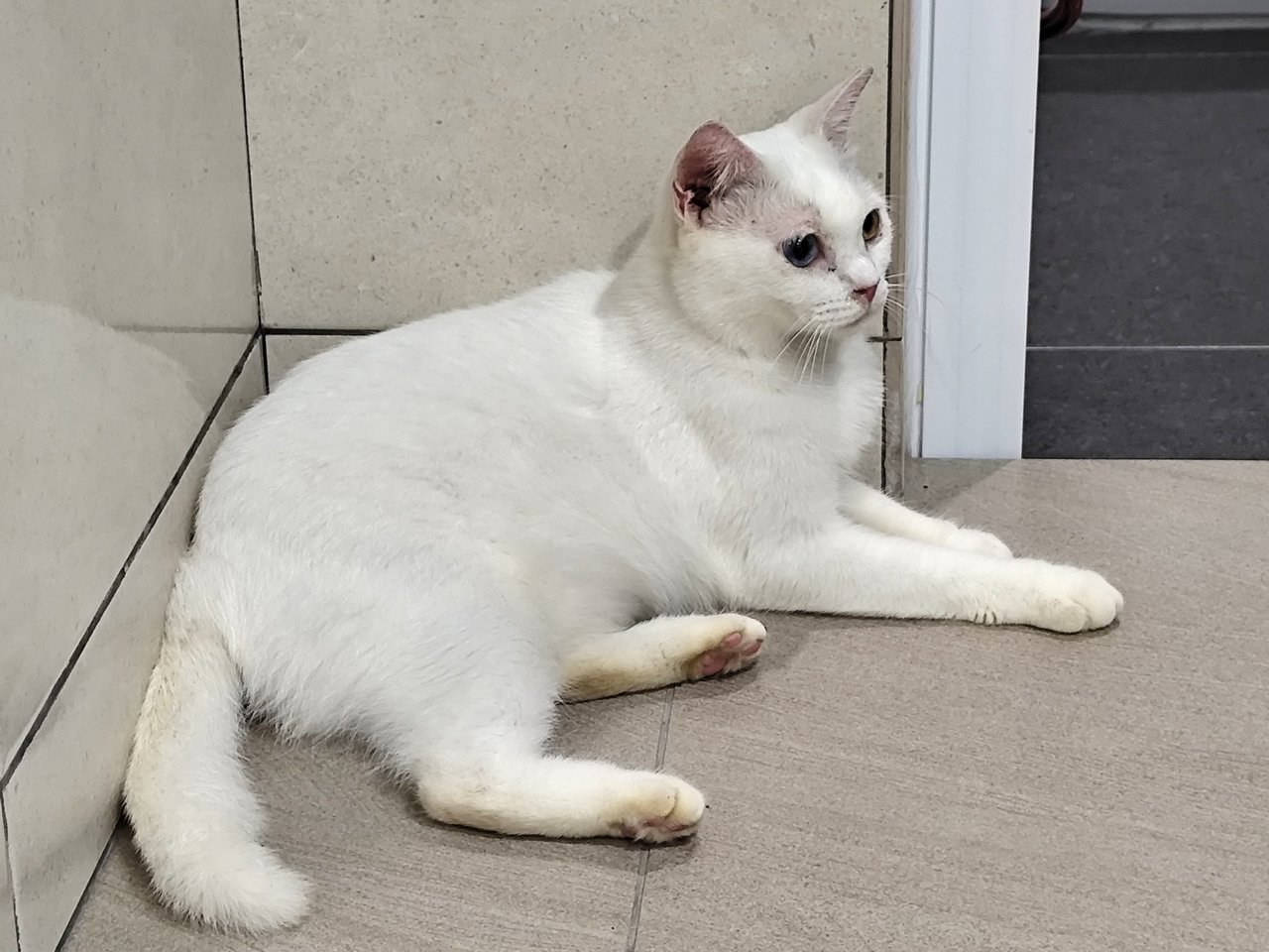 Snowy - Munchkin + Scottish Fold Cat