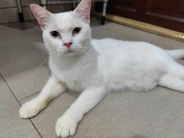 Snowy - Munchkin + Scottish Fold Cat