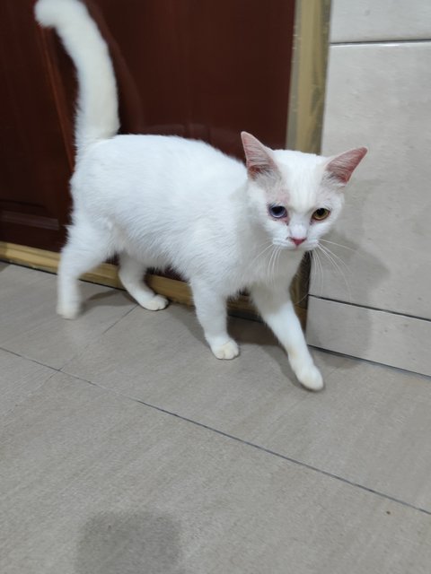 Snowy - Munchkin + Scottish Fold Cat