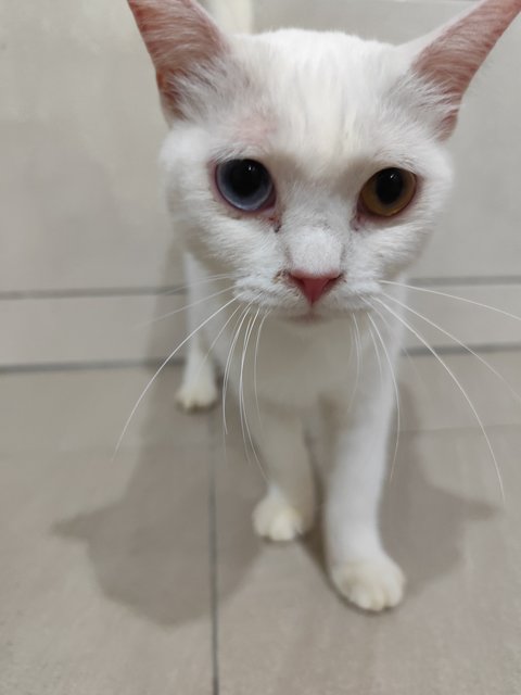 Snowy - Munchkin + Scottish Fold Cat