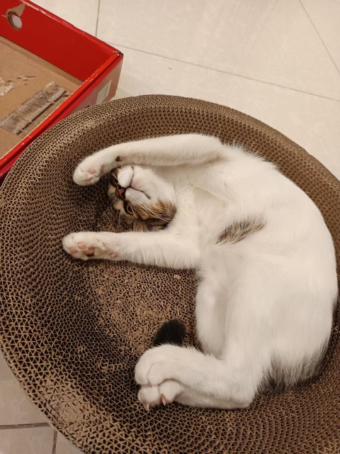 Claudia - Domestic Medium Hair Cat