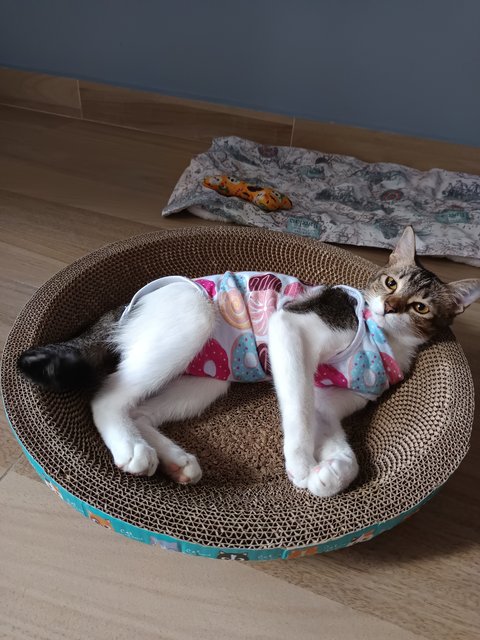 Claudia - Domestic Medium Hair Cat