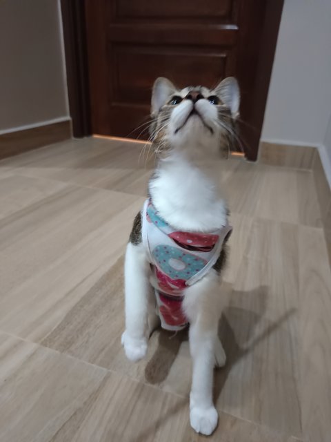 Claudia - Domestic Medium Hair Cat