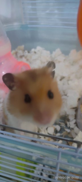 Boss - Syrian / Golden Hamster Hamster