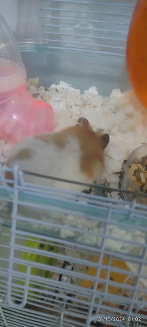 Boss - Syrian / Golden Hamster Hamster