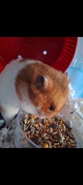 Boss - Syrian / Golden Hamster Hamster