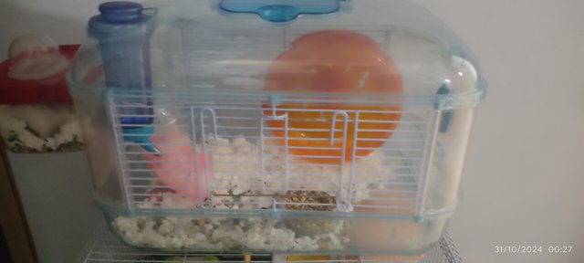 Boss - Syrian / Golden Hamster Hamster