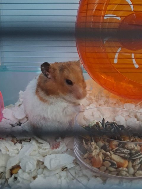 Boss - Syrian / Golden Hamster Hamster