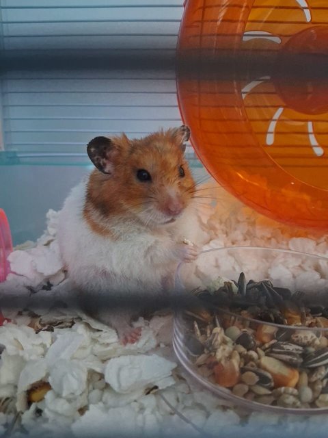 Boss - Syrian / Golden Hamster Hamster