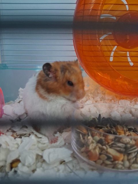 Boss - Syrian / Golden Hamster Hamster