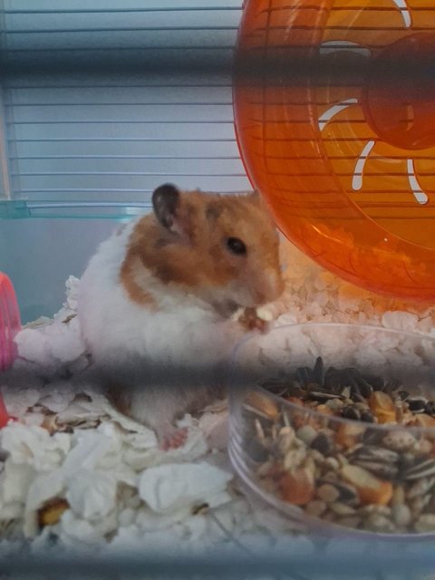 Boss - Syrian / Golden Hamster Hamster