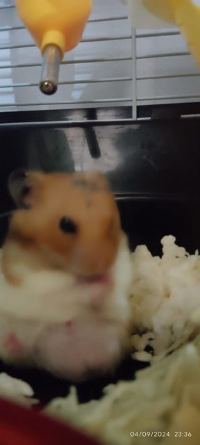 Obs - Syrian / Golden Hamster Hamster