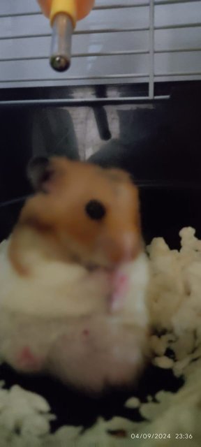 Obs - Syrian / Golden Hamster Hamster