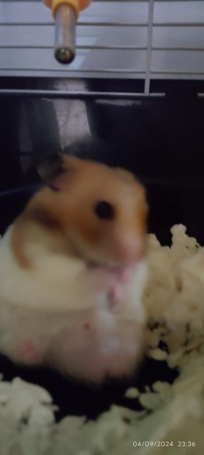 Obs - Syrian / Golden Hamster Hamster