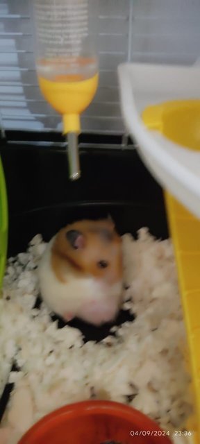 Obs - Syrian / Golden Hamster Hamster