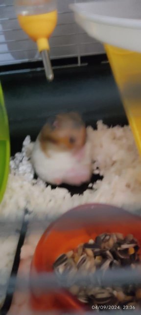 Obs - Syrian / Golden Hamster Hamster