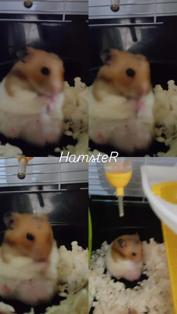 Obs - Syrian / Golden Hamster Hamster