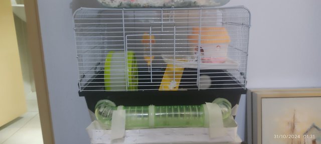 Obs - Syrian / Golden Hamster Hamster