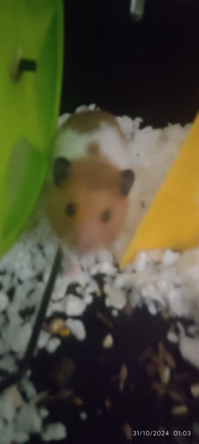 Obs - Syrian / Golden Hamster Hamster