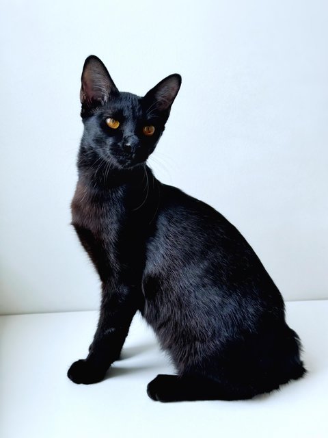 Puma - Domestic Short Hair Cat