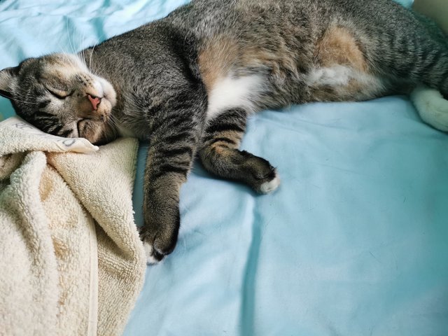 Manja - Domestic Short Hair + Maine Coon Cat