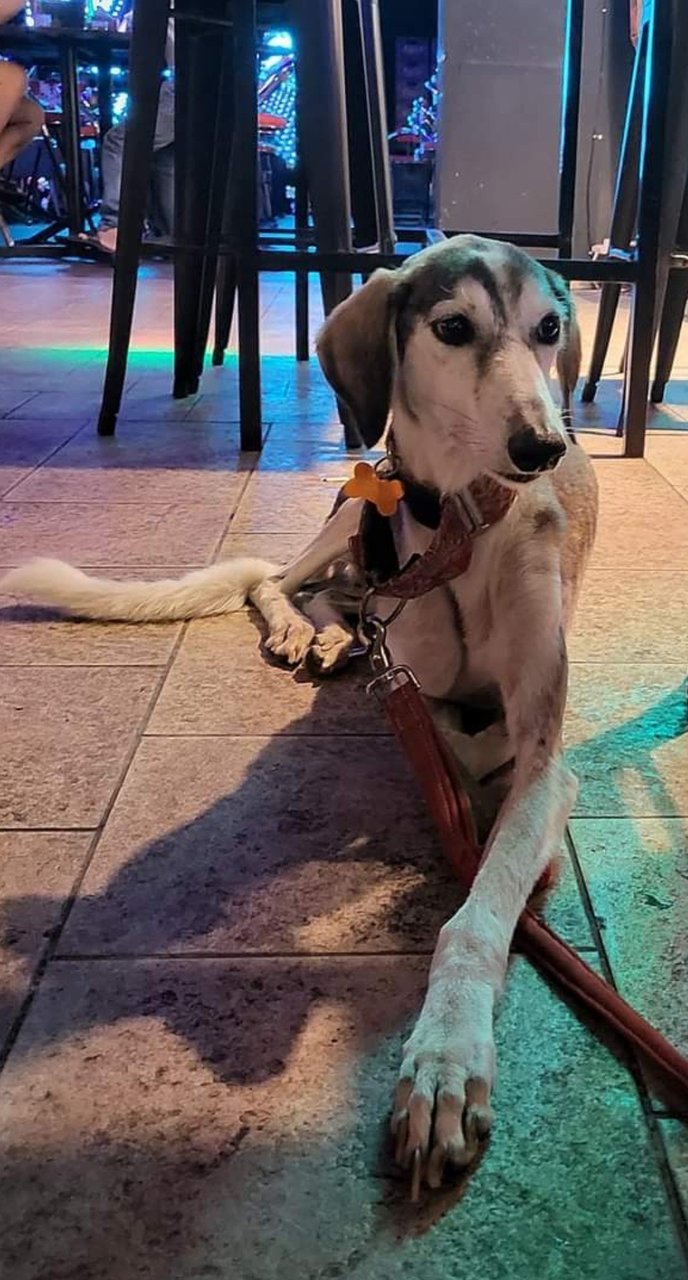 Layla - Saluki Dog