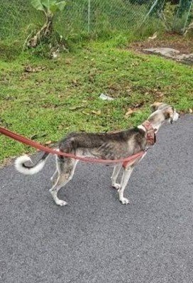 Layla - Saluki Dog