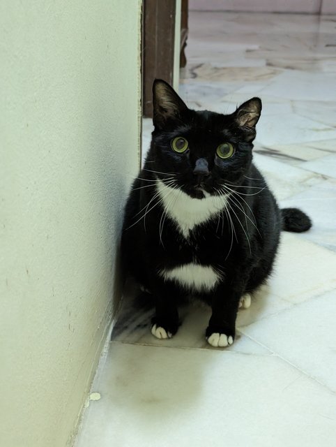 Cookies - Domestic Short Hair + Maine Coon Cat