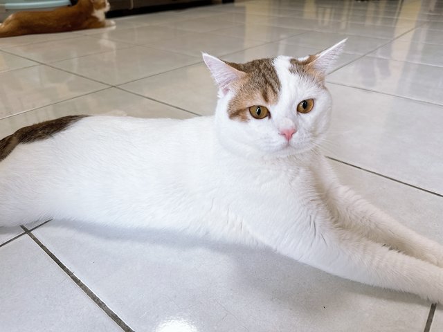 Sosuke  - British Shorthair + Calico Cat