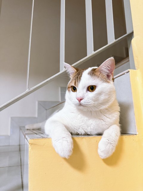 Sosuke  - British Shorthair + Calico Cat