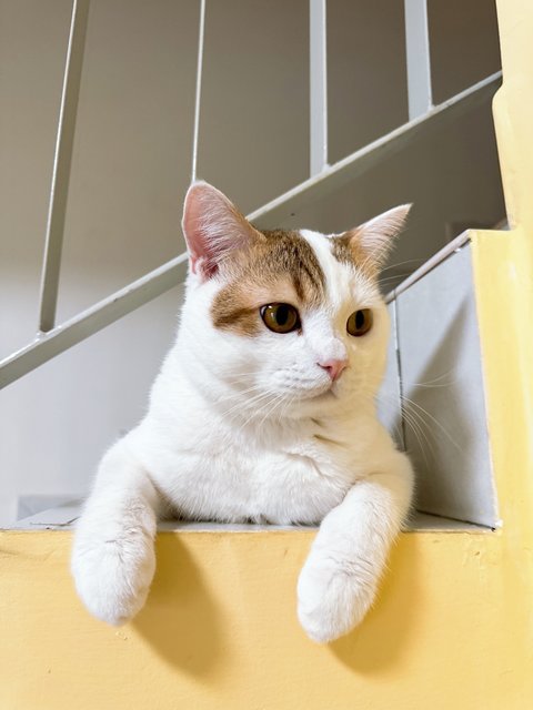 Sosuke  - British Shorthair + Calico Cat