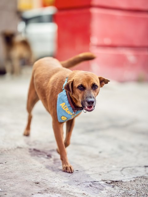 Bonnie - Mixed Breed Dog