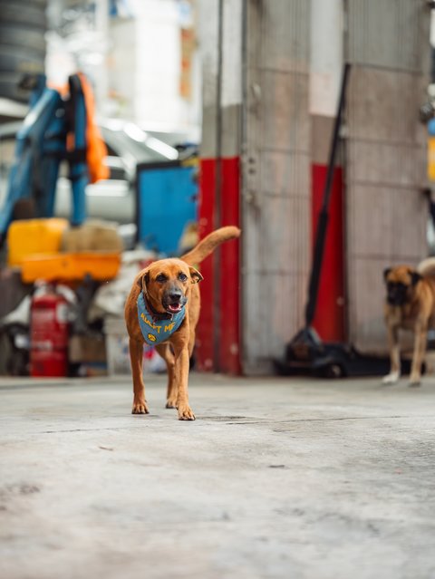 Bonnie - Mixed Breed Dog