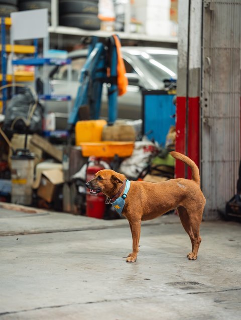 Bonnie - Mixed Breed Dog