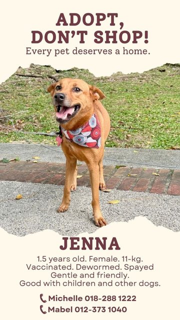 Jenna - Mixed Breed Dog