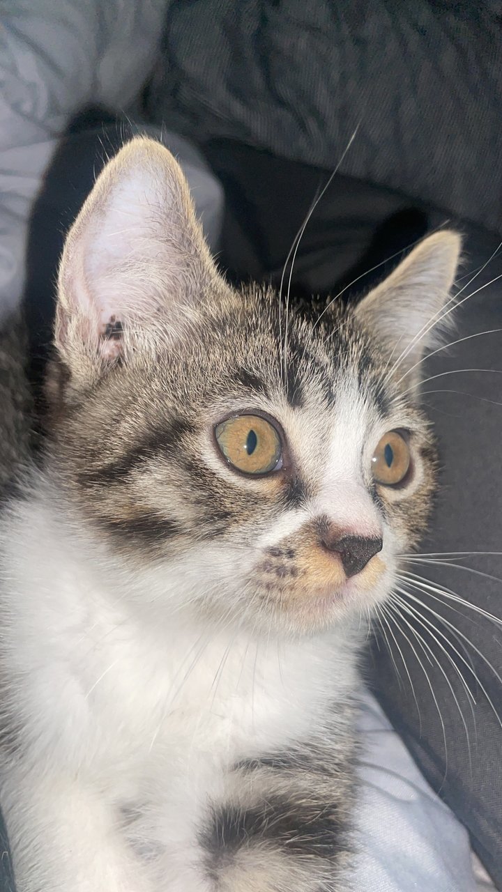 Unknown - British Shorthair + Domestic Medium Hair Cat