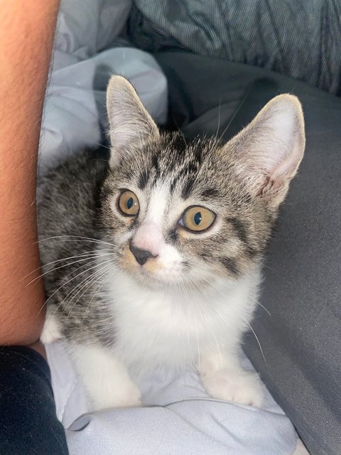 Unknown - British Shorthair + Domestic Medium Hair Cat