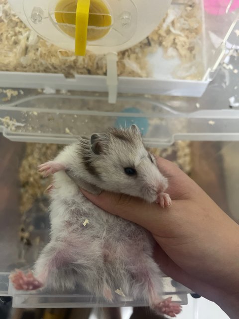 Hamster  - Syrian / Golden Hamster Hamster