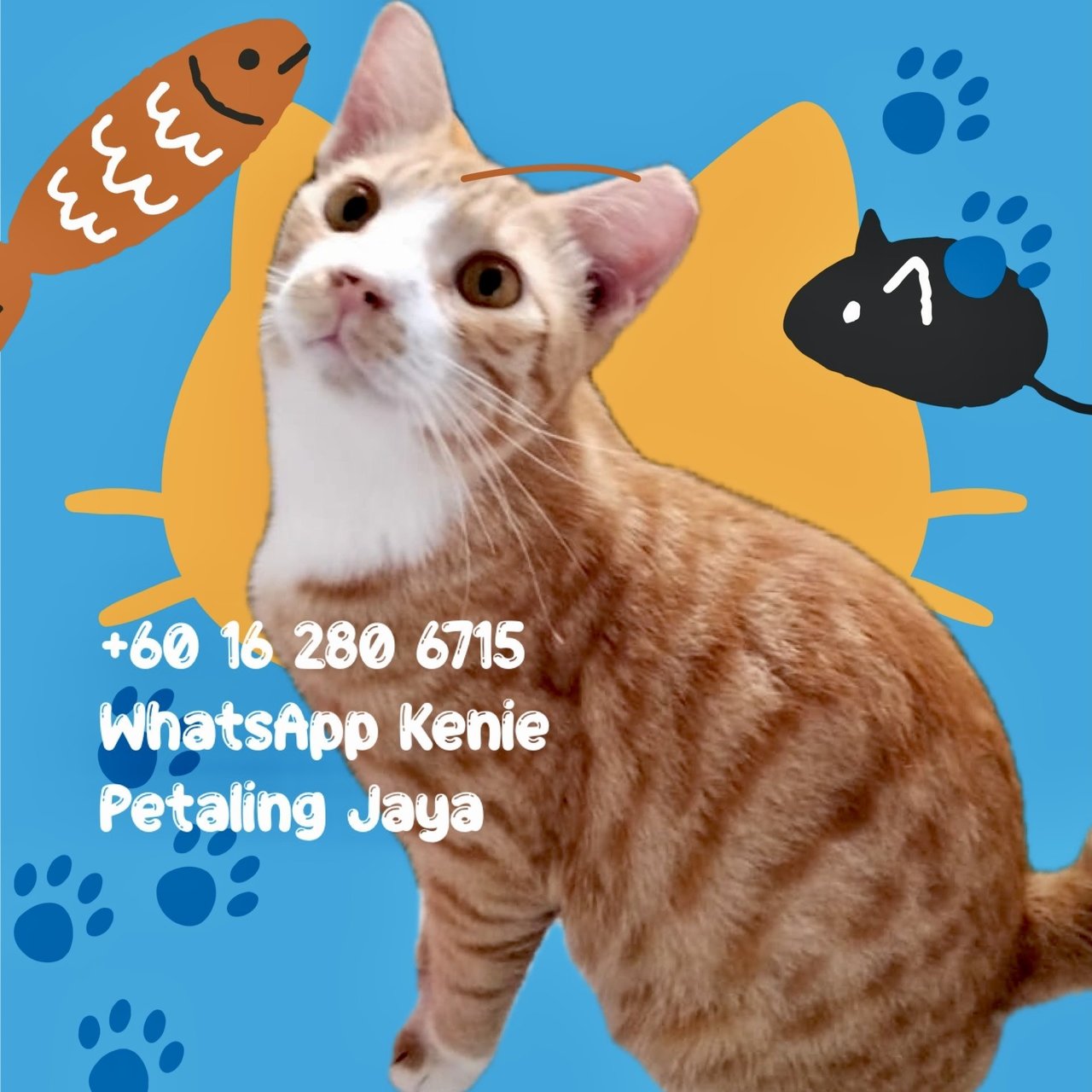 Oyen - Domestic Short Hair Cat