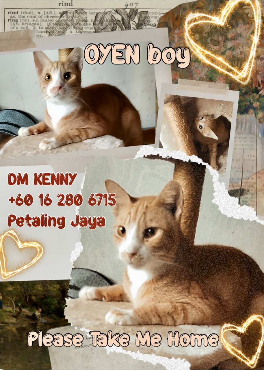 Oyen - Domestic Short Hair Cat