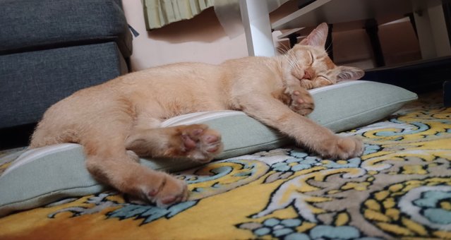 (Ipoh, Perak) Hujan - Domestic Short Hair Cat