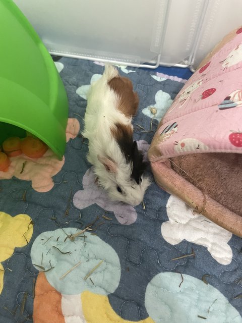 PF137678 - Guinea Pig Small & Furry