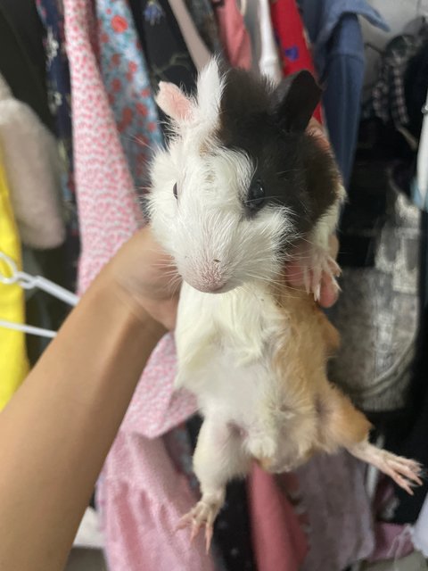 Froyo - Guinea Pig Small & Furry