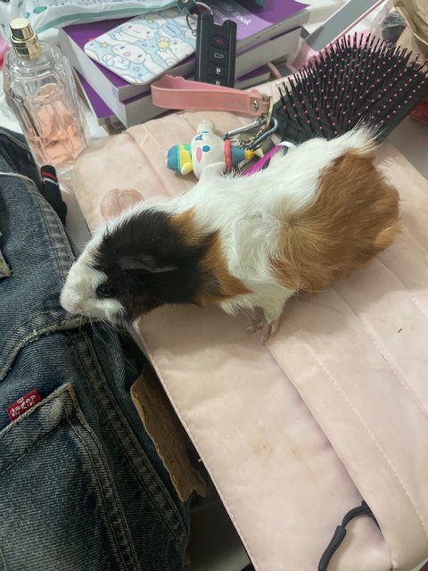 Froyo - Guinea Pig Small & Furry